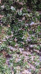 Utah spikemoss (Selaginella utahensis)