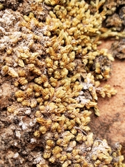 Utah spikemoss (Selaginella utahensis)