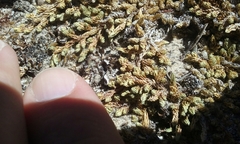 Utah spikemoss (Selaginella utahensis)