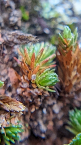 Utah spikemoss (Selaginella utahensis)