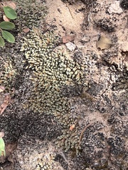 Utah spikemoss (Selaginella utahensis)