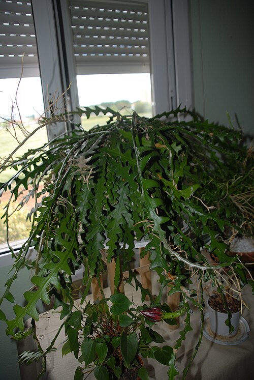 Selenicereus anthonyanus: planta cras Selenicereus anthonyanus