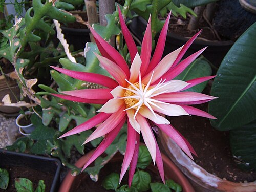 Selenicereus anthonyanus: Selenicereus anthonyanus, succulent plant
