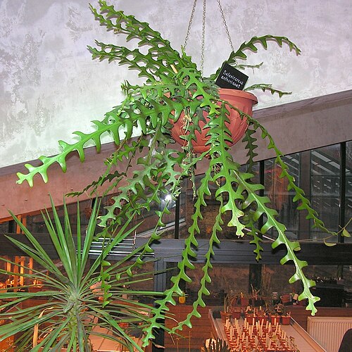 Selenicereus anthonyanus: Selenicereus anthonyanus . New exposition of succulents of Moscow State University’s Botanical Garden (Apothecary Garden). Moscow, Russia.