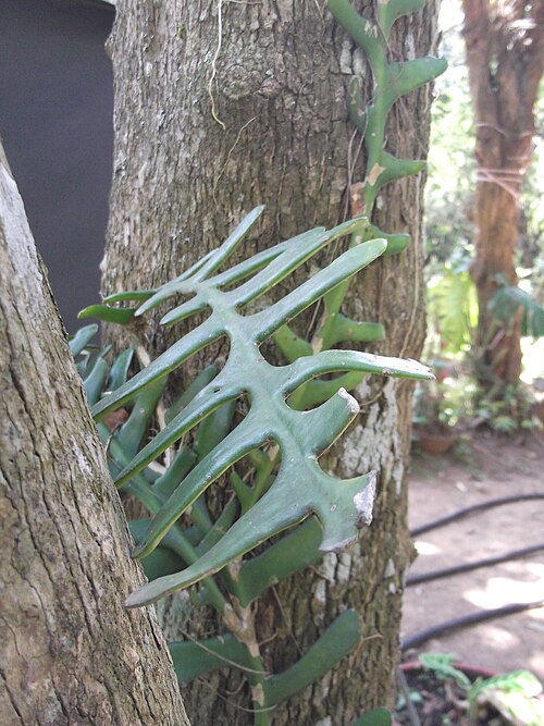 Selenicereus anthonyanus: Anthonys rick rack-deeply lobed stem,looking like fish bones,flowers red to creamy yellow.