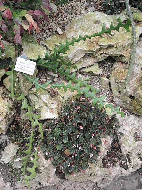 Selenicereus anthonyanus: Botanical specimen in the Palmengarten, Frankfurt am Main, Germany.