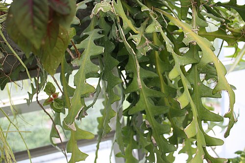Selenicereus anthonyanus: Ric Rac Cactus (Cryptocereus anthonyanus or Selenicereus anthonyanus) in the glass-house of Botanical garden of Tartu University, Estonia