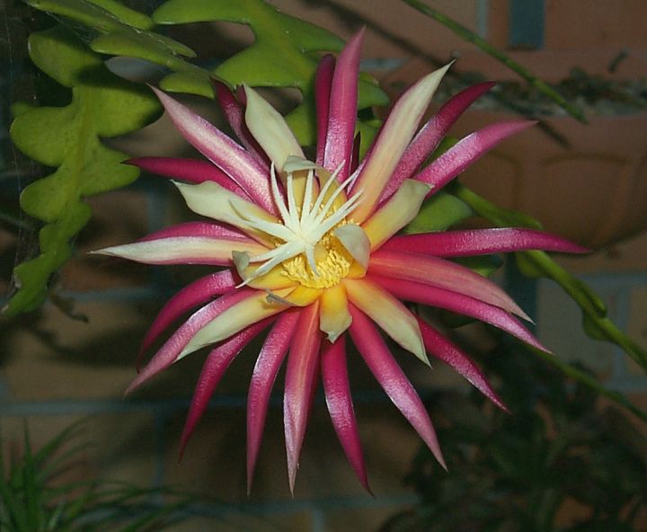 Selenicereus anthonyanus: Selenicereus antonyanus