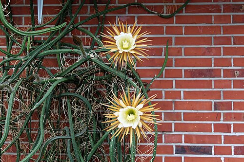 Queen of the night: Selenicereus grandiflorus in Kluse (Emsland)