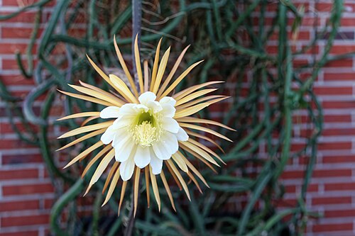 Queen of the night: Selenicereus grandiflorus in Kluse (Emsland)
