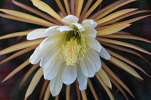 Queen of the night: Selenicereus grandiflorus in Kluse (Emsland)