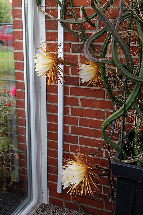Queen of the night: Selenicereus grandiflorus in Kluse (Emsland)