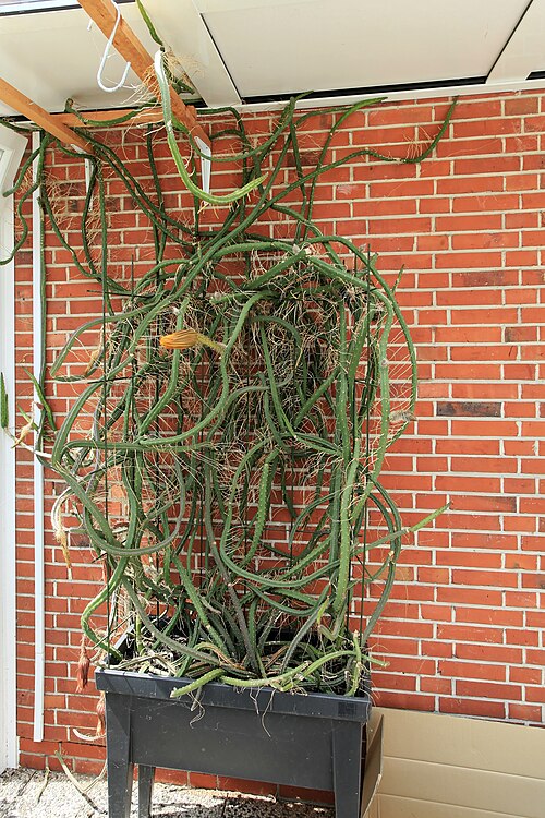 Queen of the night: Selenicereus grandiflorus in Kluse (Emsland)