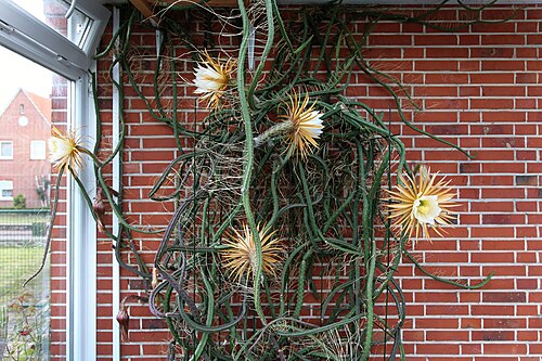 Queen of the night: Selenicereus grandiflorus in Kluse (Emsland)