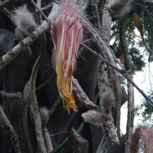 Queen of the night (Selenicereus grandiflorus)