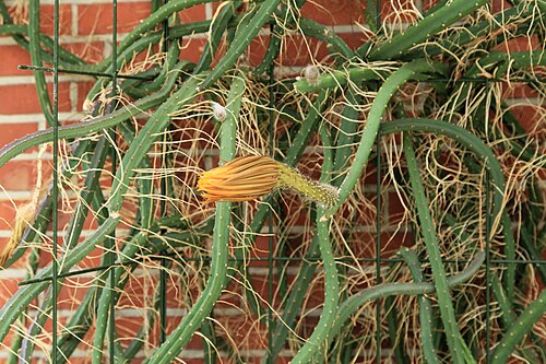 Queen of the night: Selenicereus grandiflorus in Kluse (Emsland)
