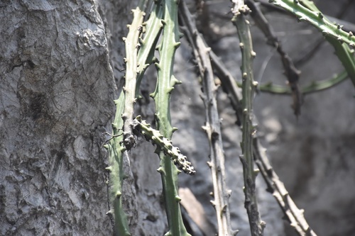 Selenicereus hamatus (Selenicereus hamatus)