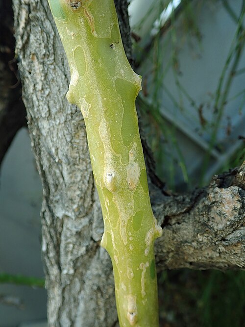 Selenicereus hamatus: Selenicereus hamatus , botanical garden in Berlin.