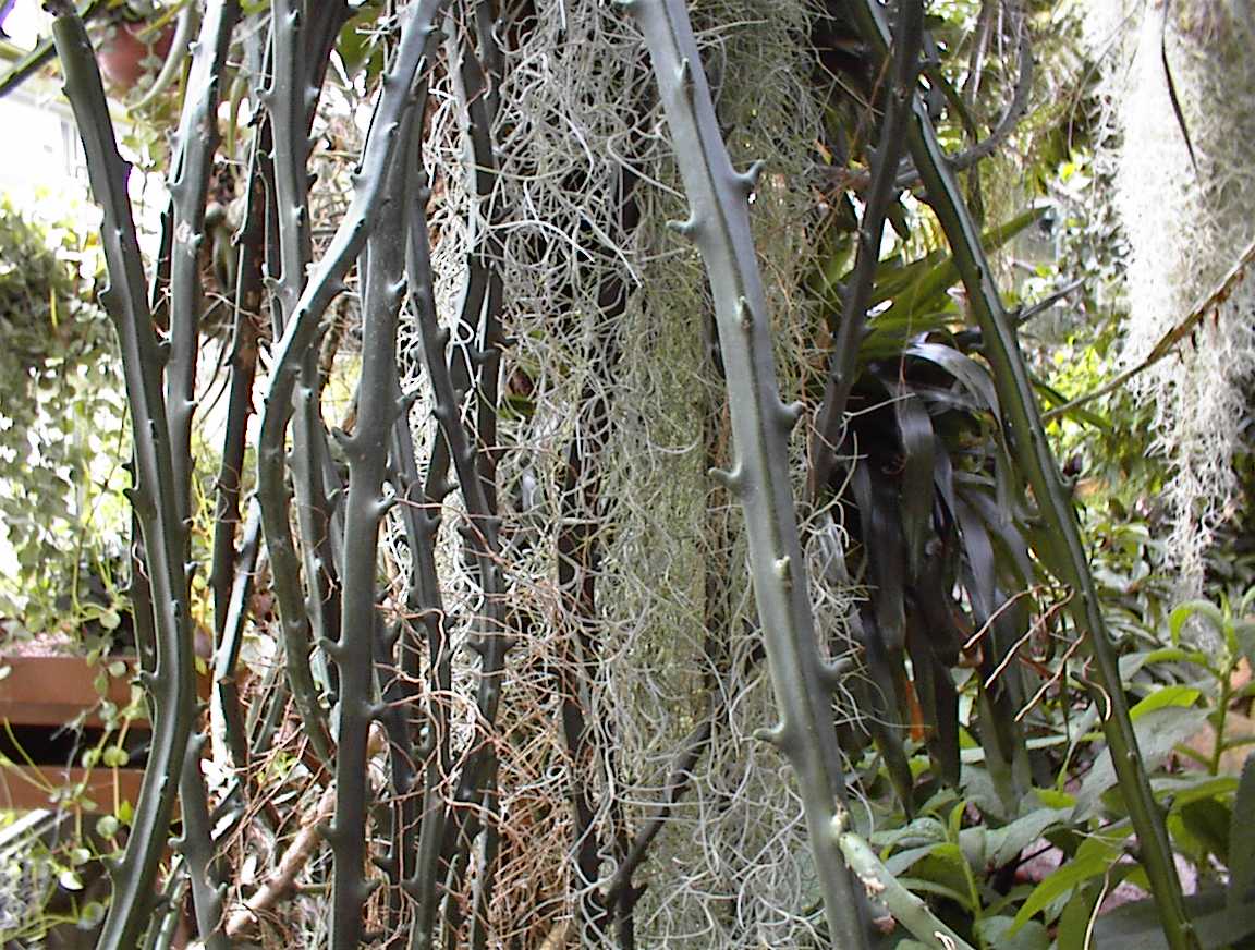 Selenicereus hamatus: Selenicereus hamatus