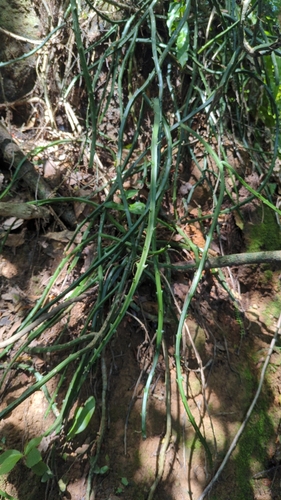 Selenicereus hamatus (Selenicereus hamatus)