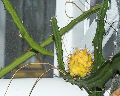 Yellow pitaya: A yellow pitaya ( Selenicereus megalanthus ) in a Greenhouse in the Botanischer Garten München-Nymphenburg, Germany.