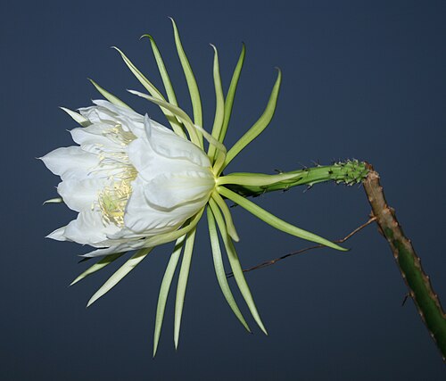 Selenicereus setaceus: flowering plant from Pantanal, Mato Grosso do Sul, Brasil