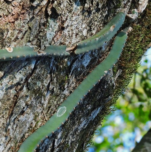 Selenicereus setaceus (Selenicereus setaceus)