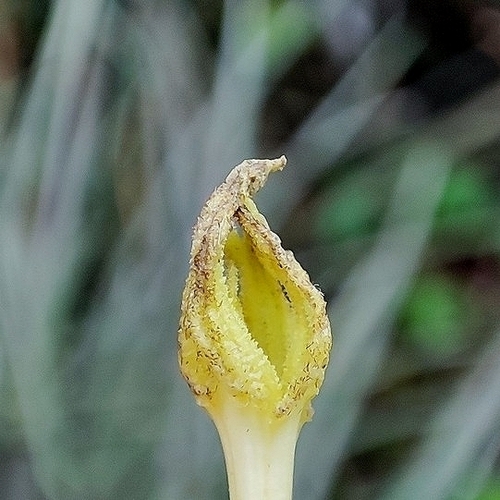 Selenicereus setaceus (Selenicereus setaceus)