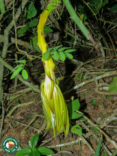 Selenicereus setaceus (Selenicereus setaceus)