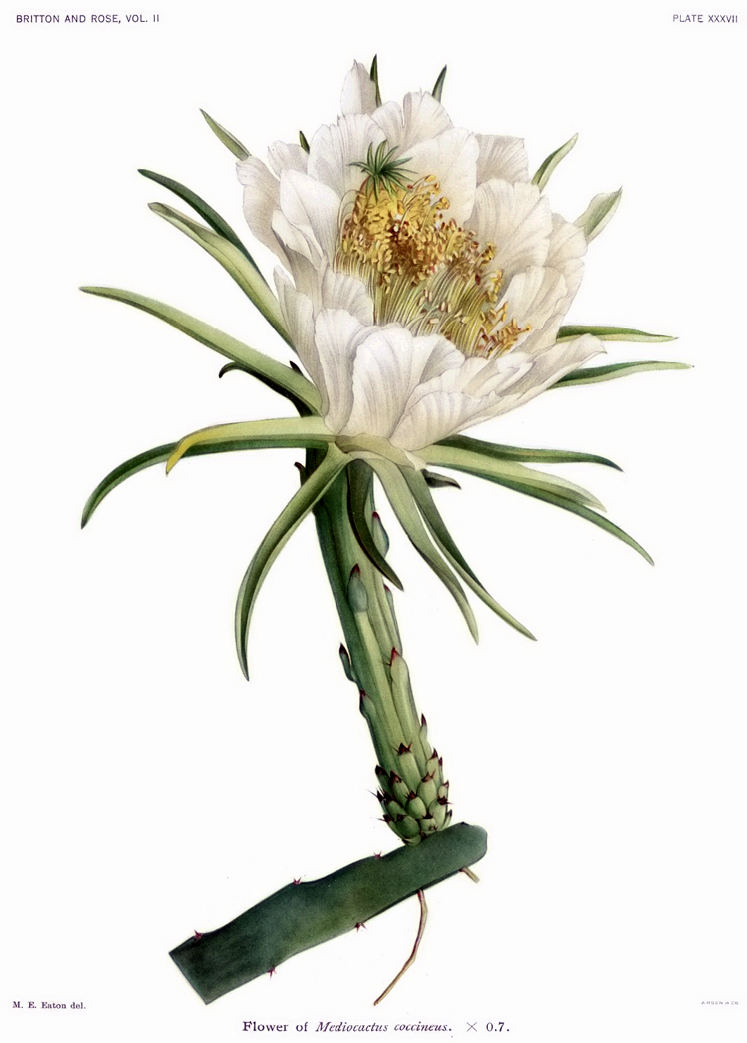 Selenicereus setaceus: Hylocereus setaceus