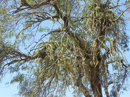 Selenicereus setaceus (Selenicereus setaceus)