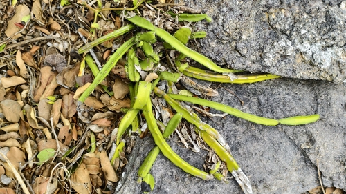Selenicereus setaceus (Selenicereus setaceus)