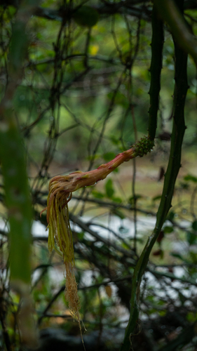 Selenicereus setaceus (Selenicereus setaceus)