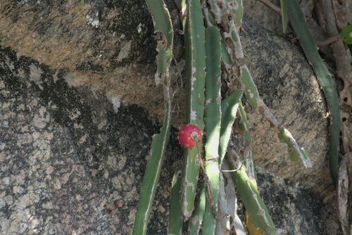 Selenicereus setaceus (Selenicereus setaceus)