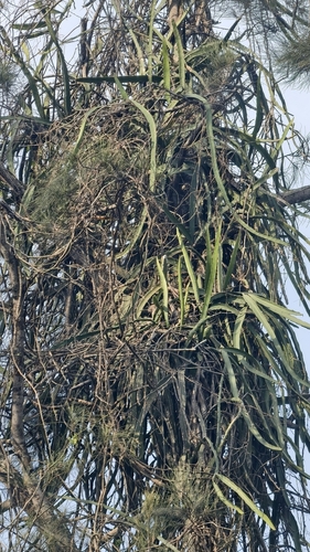 Selenicereus setaceus (Selenicereus setaceus)