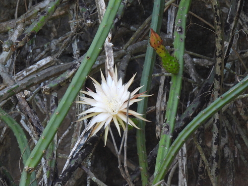 Vine-like moonlight cactus (Selenicereus spinulosus)