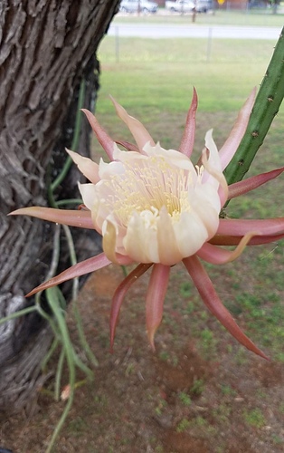 Vine-like moonlight cactus (Selenicereus spinulosus)