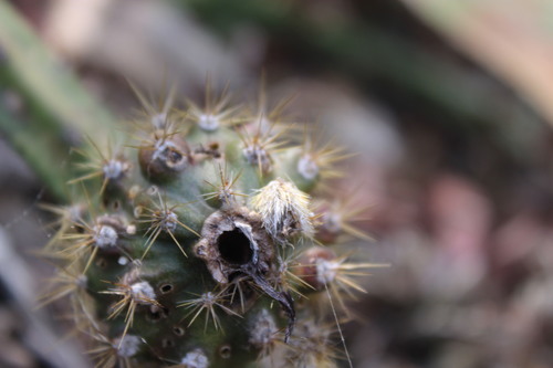 Vine-like moonlight cactus (Selenicereus spinulosus)