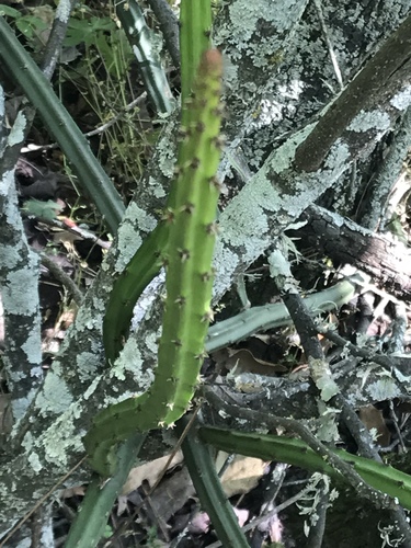 Vine-like moonlight cactus (Selenicereus spinulosus)