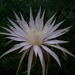 Vine-like moonlight cactus (Selenicereus spinulosus)