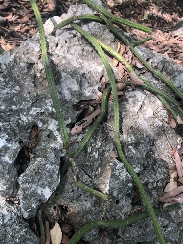 Vine-like moonlight cactus (Selenicereus spinulosus)