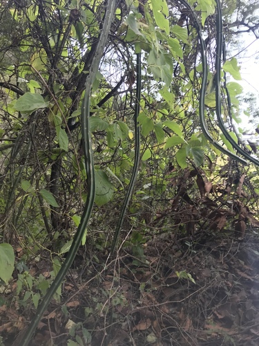 Vine-like moonlight cactus (Selenicereus spinulosus)