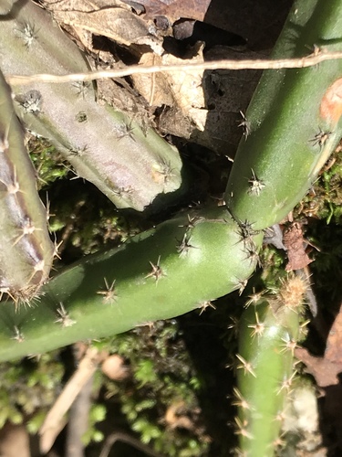 Vine-like moonlight cactus (Selenicereus spinulosus)