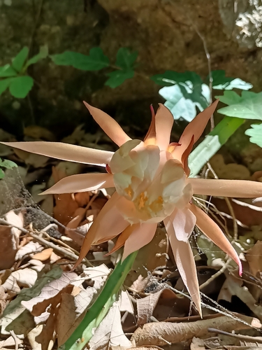 Vine-like moonlight cactus (Selenicereus spinulosus)