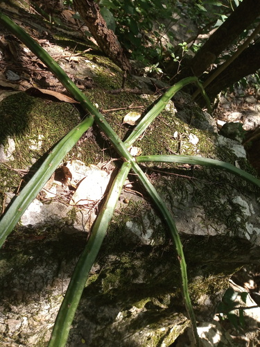 Vine-like moonlight cactus (Selenicereus spinulosus)