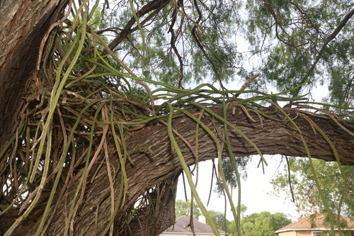 Vine-like moonlight cactus (Selenicereus spinulosus)