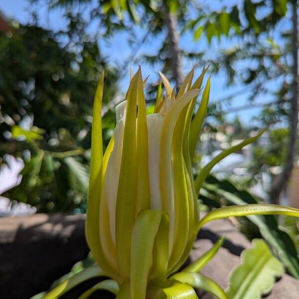 Belle of the Night (Selenicereus undatus)