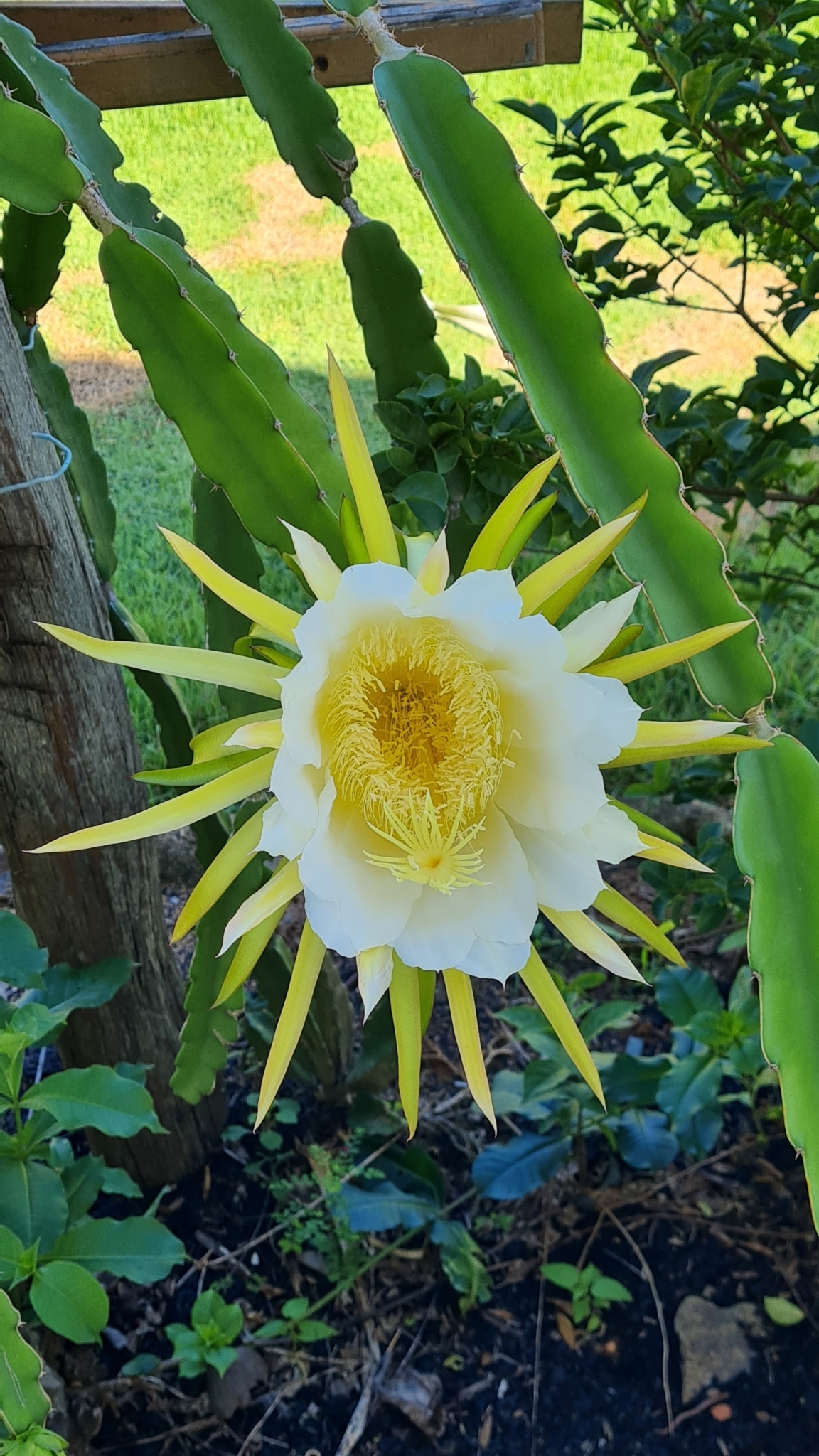 Belle of the Night: Selenicereus undatus