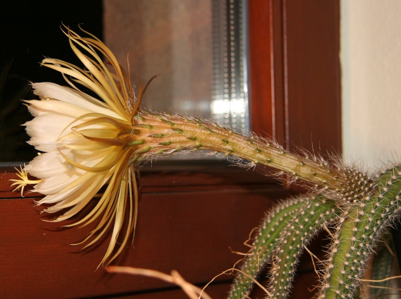 Selenicereus validus: Selenicereus validus