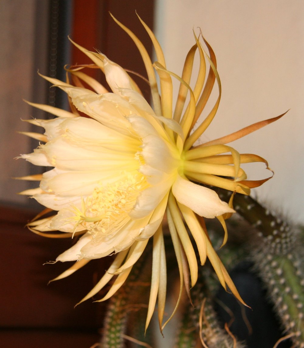 Selenicereus validus: Selenicereus validus